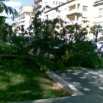 albero-2181 albero-2181