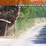 albero-vergogna