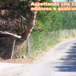 albero1