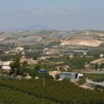 vigneti4