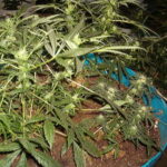 marijuana