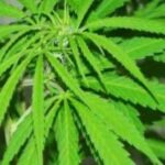 marjuana