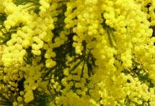 Giornata Internazionale della Donna a Campobello di Licata