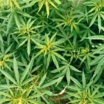 Sequestrate 20 mila piante di marijuana: 11 arresti