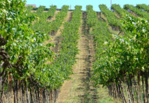 Sostegno al comparto vitivinicolo, Salvaggio incontrerà assessori ad Agricoltura e Attività Produttive