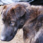cane-senza-qualita