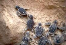 Tartarughe marine, WWF: oltre 7.000 nascite lungo le coste italiane