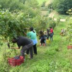 Casteltermini: vendemmia antimafia per ricordare il Giudice Livatino