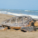 Lampedusa, salvata tartaruga caretta-caretta