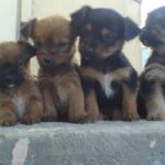 cuccioli-cane-regalo