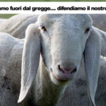 pecora