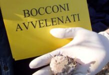 Palma di Montechiaro, denunciato un caso di avvelenamento di cani