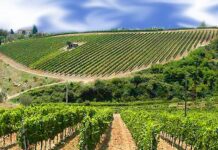 Raid in un’azienda agricola, tagliati 65 tiranti di un vigneto