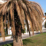 palma-punteruolo-rosso