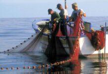 Pesca, l’assessore Sammartino: “Ristori per 480 mila euro”