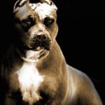 pitbull