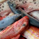 Porto Empedocle, vendeva pesce senza tracciabilità: 4.500 euro di multa ad ambulante