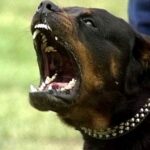 rottweiler1