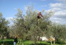 Crisi olivicola nell’agrigentino e nei monti Sicani, Cinà: “attivare un tavolo di crisi e chiedere ristori per il comparto”