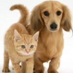 gatto_e_cane