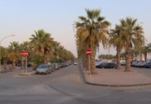 San Leone, quasi 100 nuove palme sul lungomare