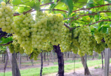 Canicattì, Uva Italia: quale futuro?