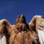 HI_55122 Aquila del Bonelli_modificata