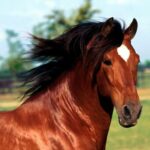Canicattì, rubato cavallo purosangue arabo: indagini in corso
