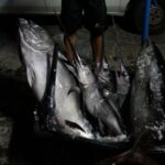Porto Empedocle, pesce mal conservato e senza tracciabilità: denunciato commerciante