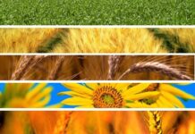 Sottoscritto accordo di collaborazione tra UniCredit e Agenzia per le erogazioni in agricoltura