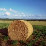 Agricoltura e ammodernamento delle aziende, nuovo bando del Programma di sviluppo rurale