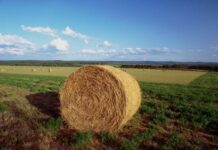 Agricoltura in ginocchio, il grido d’allarme del presidente regionale unione coltivatori italiani