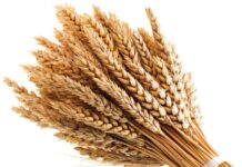 Cianciana, dal 29 al 31 luglio la sagra del raccolto grani antichi cereali e legumi