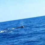 Capodoglio morto, è il 5° in Sicilia: gli studiosi: “La plastica non c’entra, forse la causa è un’infezione”