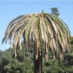 palma-punteruolo-rosso