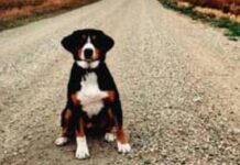 Canicattì, tavolo tecnico sul randagismo: nuove misure per la tutela degli animali