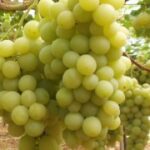 Un algoritmo per la prevenzione della peronospora sparsa