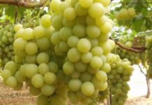 Canicattì, iniziata la vendemmia dell’Uva Italia: Produzione in aumento ma prezzi in calo