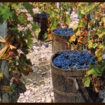 vendemmia
