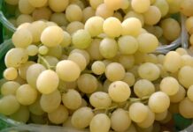 Campobello di Licata, Vidimazione documento del trasporto dell’Uva