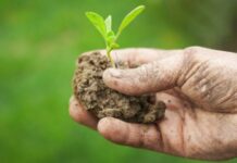 Agricoltura siciliana in crisi, Concetta Raia (PD) chiede lo stato di calamità