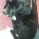 11016588_914522108579474_1773356978_n