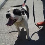 11392994_466189883544843_4252480143461852268_n