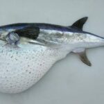 Il-Pesce-palla-argenteo-tossico-Lagocephalus-sceleratusP