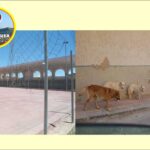 Foto-2-interrogazione