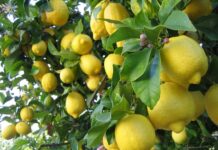 Spara ai ladri che gli rubano i limoni: denunciato per eccesso di legittima difesa