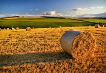 Agricoltura, La Rocca Ruvolo: “Bene le nuove risorse per la lotta integrata, segnale concreto di attenzione verso gli agricoltori”