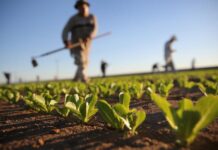 Violenza nelle campagne di Marsala, Legacoop Sicilia: «Difendere dignità, diritti e legalità nel lavoro agricolo»