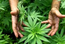 Cannabis terapeutica rimborsabile, la richiesta del Comitato “Esistono i diritti”