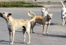 Canicattì, emergenza randagismo. Il sindaco: “massima attenzione su questo fenomeno”